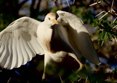 Weißer Vogel mit ausgebreiteten Flügeln im Flug – Safari mit Tourguide Peter Kirsten und Reload Südafrika Reisen