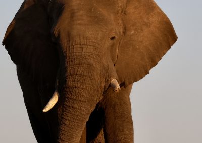 Elefant frontal im Sonnenlicht – Safari mit Tourguide Peter Kirsten und Reload Südafrika Reisen