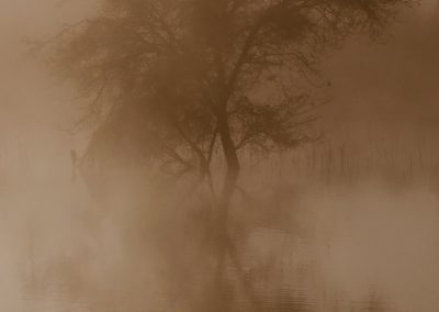 Baum in Staubwolke – Naturstimmung auf Safari mit Tourguide Peter Kirsten und Reload Südafrika Reisen