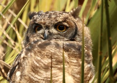 Eule zwischen Grasbüscheln – Naturbeobachtung mit Tourguide Peter Kirsten und Reload Südafrika Reisen