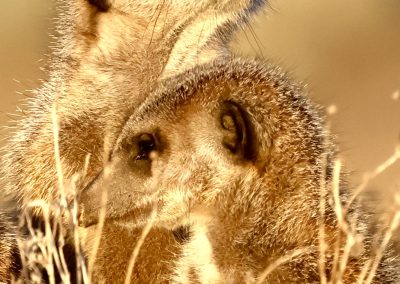Erdmännchen in der südafrikanischen Savanne – Beobachtung mit Tourguide Peter Kirsten
