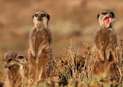 Erdmännchen in der südafrikanischen Savanne – Beobachtung mit Tourguide Peter Kirsten