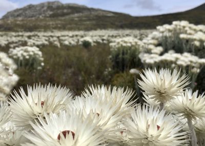 Weiße Wildblumen auf einem südafrikanischen Feld – Naturerlebnis mit Tourguide Peter Kirsten und Reload Südafrika Reisen