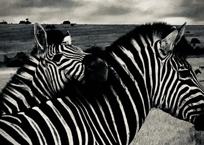 Zebras in Schwarzweiß – Safari mit Tourguide Peter Kirsten und Reload Südafrika Reisen