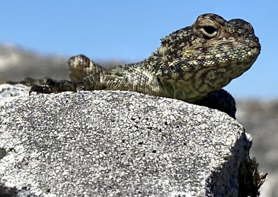 Echse auf Felsen – Tierbeobachtung mit Tourguide Peter Kirsten und Reload Südafrika Reisen