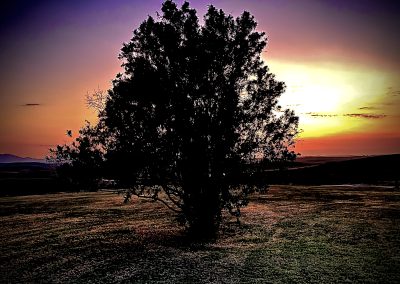 Baum im Sonnenuntergang auf weiter Ebene – Naturmoment mit Tourguide Peter Kirsten und Reload Südafrika Reisen