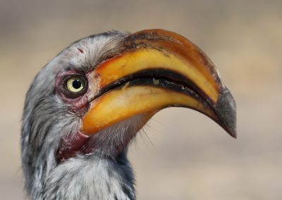 Nashornvogel in Nahaufnahme – Tierbeobachtung mit Reload Südafrika Reisen und Tourguide Peter Kirsten