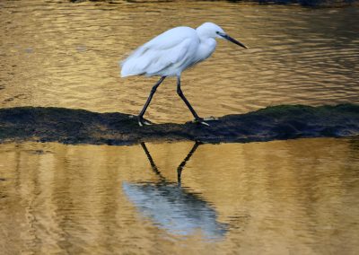 Weißer Reiher mit Spiegelbild – Vogelbeobachtung mit Reload Südafrika Reisen