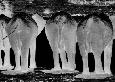 Elefantenherde im Rückblick – Safari mit Tourguide Peter Kirsten und Reload Südafrika Reisen