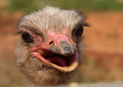 Strauß in Nahaufnahme – Safari mit Tourguide Peter Kirsten und Reload Südafrika Reisen