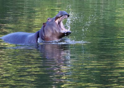 Nilpferd im Wasser mit geöffnetem Maul – Safari-Erlebnis mit Reload Südafrika Reisen und Tourguide Peter Kirsten