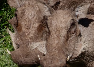 Zwei Warzenschweine in der Wildnis – Safari mit Tourguide Peter Kirsten und Reload Südafrika Reisen