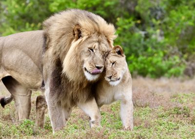 Löwen in freier Wildbahn – Safari mit Peter Kirsten und Reload Südafrika Reisen