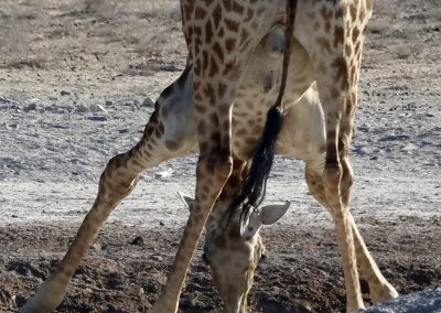 Giraffe am Wasserloch – Safari mit Reload Südafrika Reisen und Tourguide Peter Kirsten