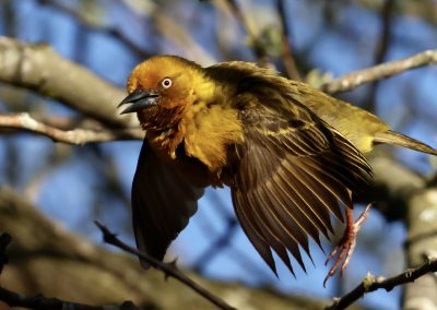 Gelber Webervogel im Geäst – Vogelbeobachtung mit Reload Südafrika Reisen und Peter Kirsten