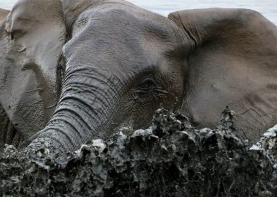 Elefant beim Schlammbad – Safari mit Tourguide Peter Kirsten und Reload Südafrika Reisen