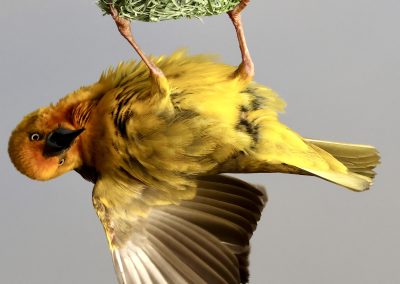 Gelber Webervogel beim Nestbau – Safari mit Tourguide Peter Kirsten und Reload Südafrika Reisen