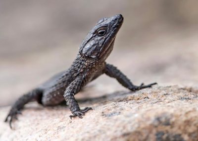 Echse auf einem Felsen – Naturbeobachtung mit Tourguide Peter Kirsten und Reload Südafrika Reisen