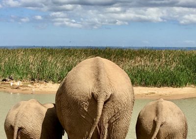 Elefanten am Wasserloch – Safari mit Tourguide Peter Kirsten und Reload Südafrika Reisen